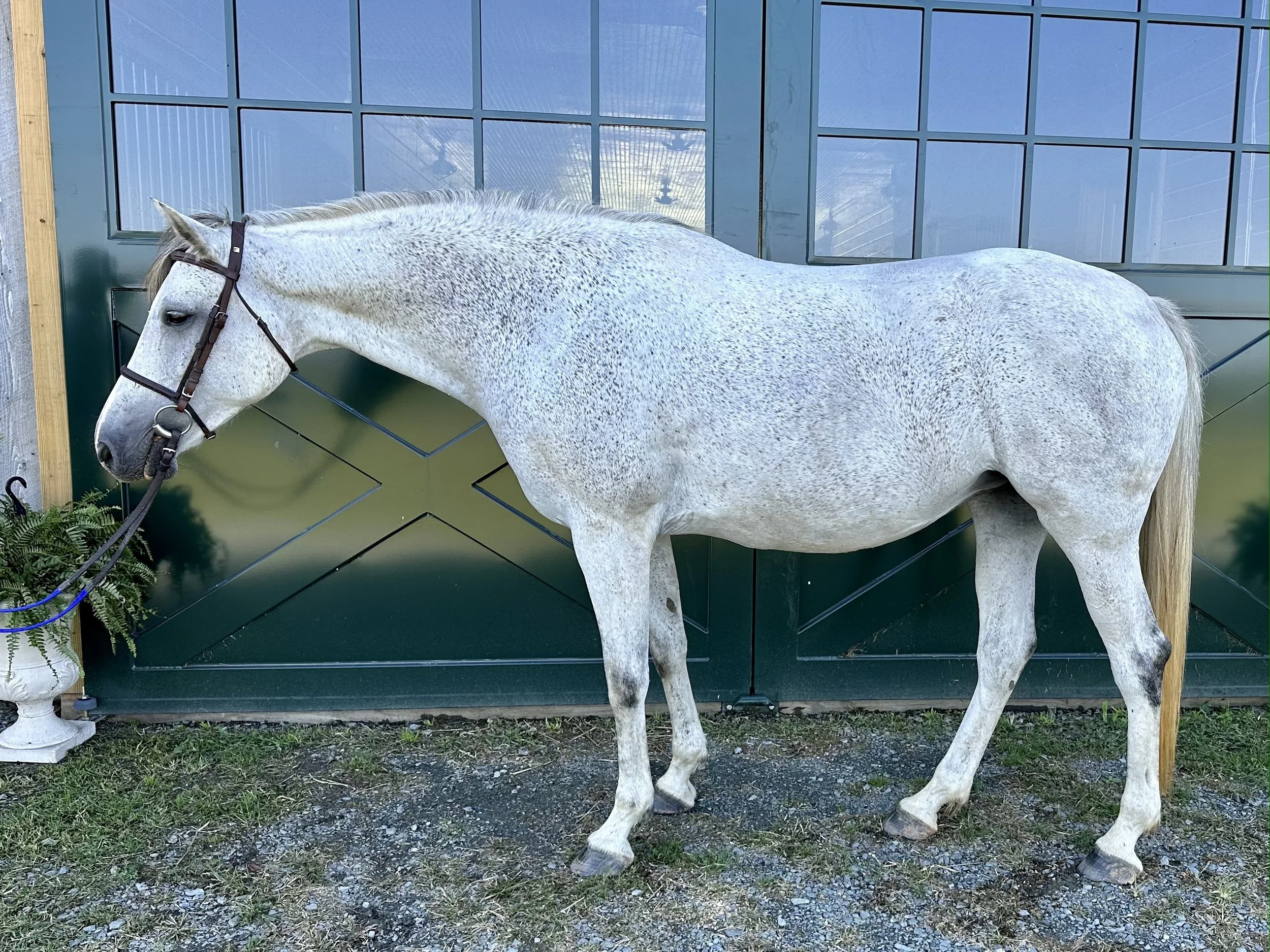 HPrinzess 2023 1.JPG