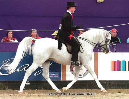 SILVERN PRINCE (Prince Sadik x Silvern Image)