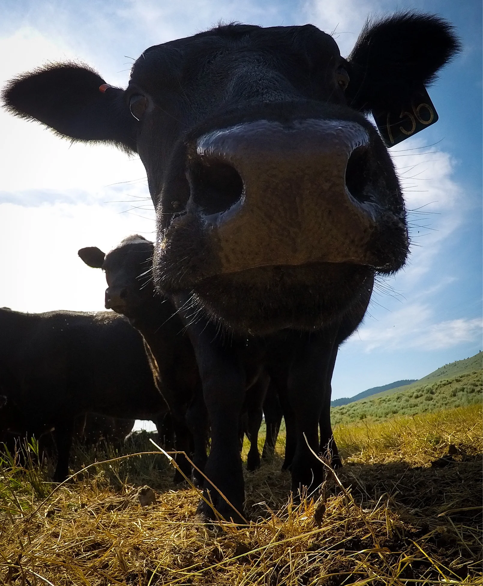 Bovine nose boop