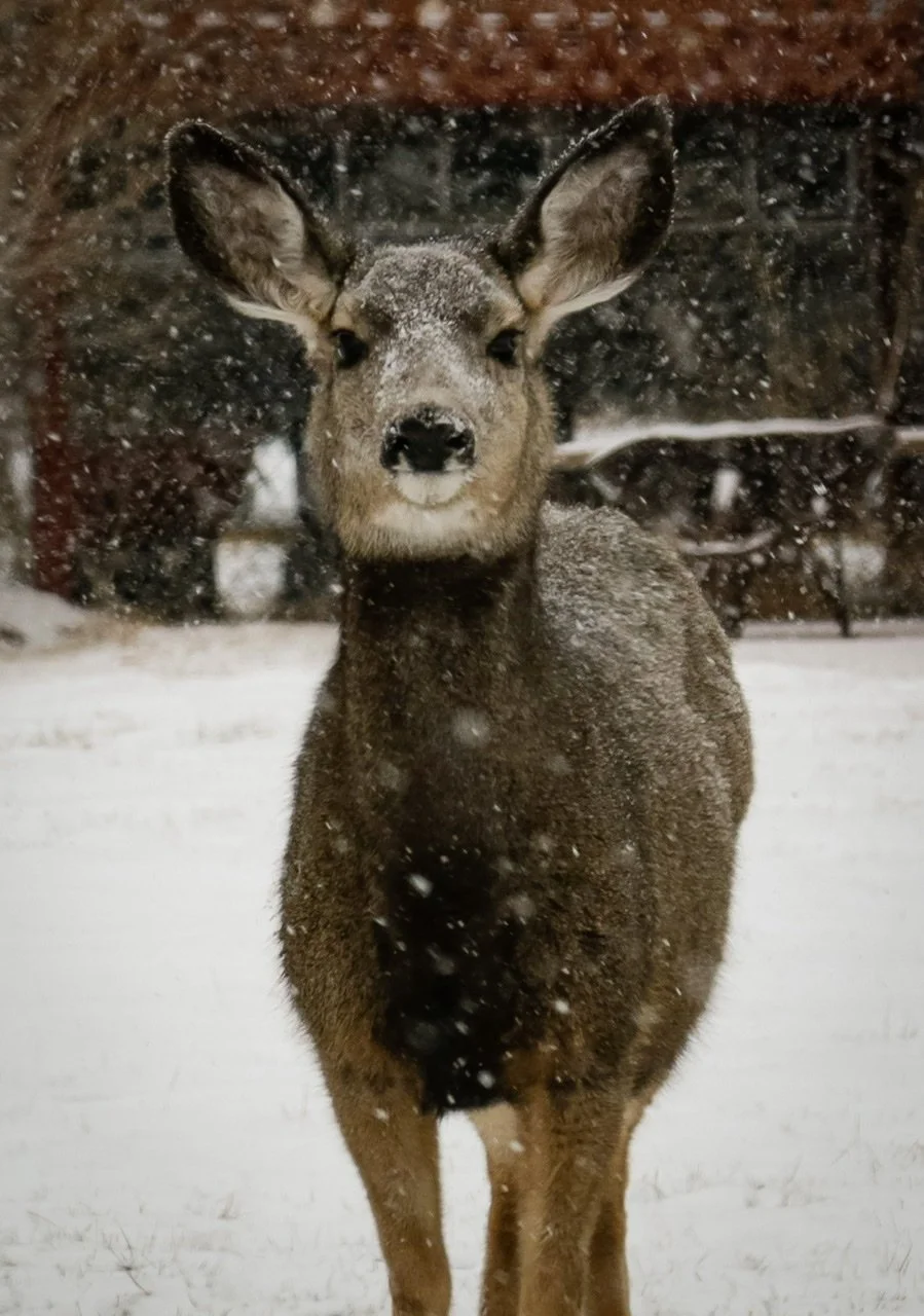 Fuzzy Deer