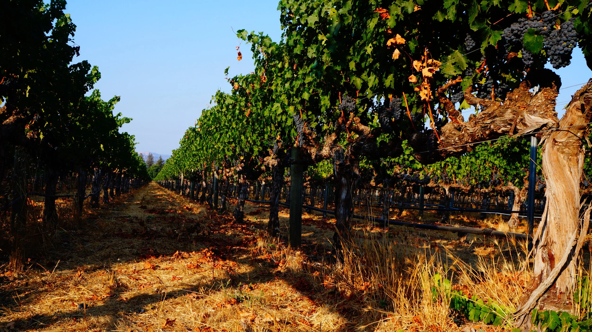 VINEYARD ROW 5.JPG