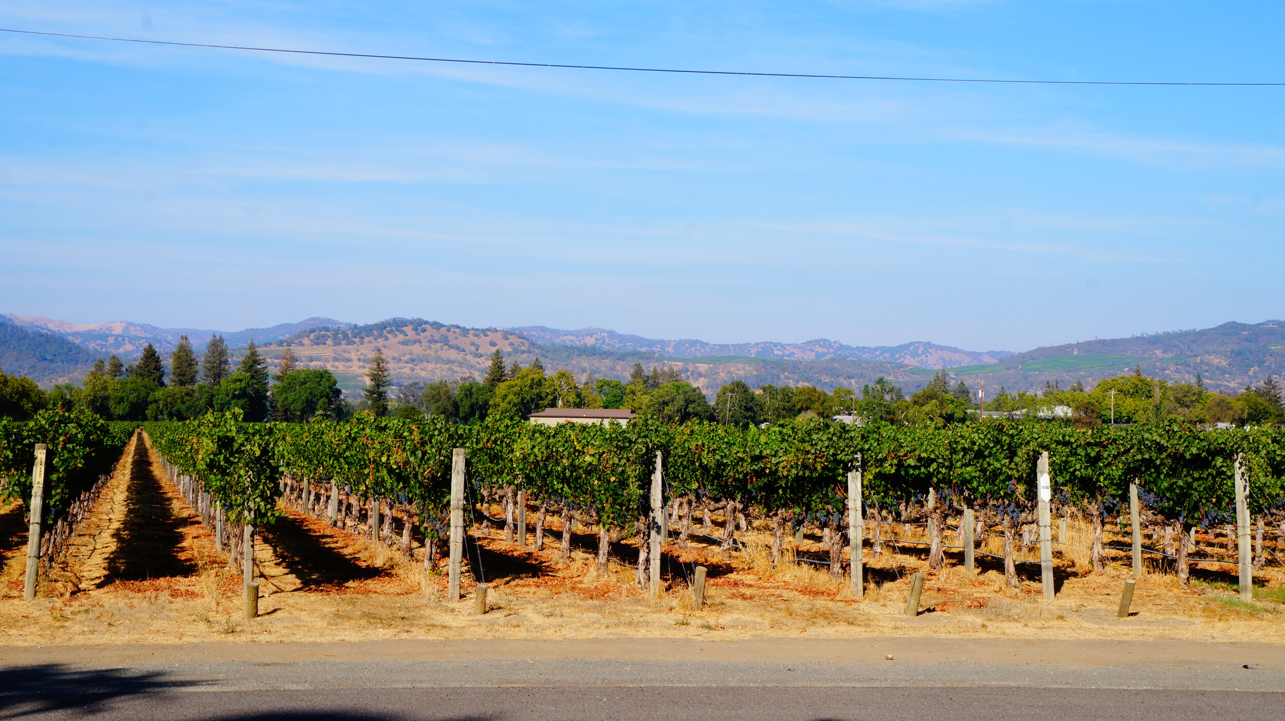 VINEYARD 13.JPG
