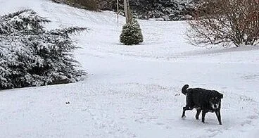 Happy New Year to All Fur Mamas and their Four-Leggeds!