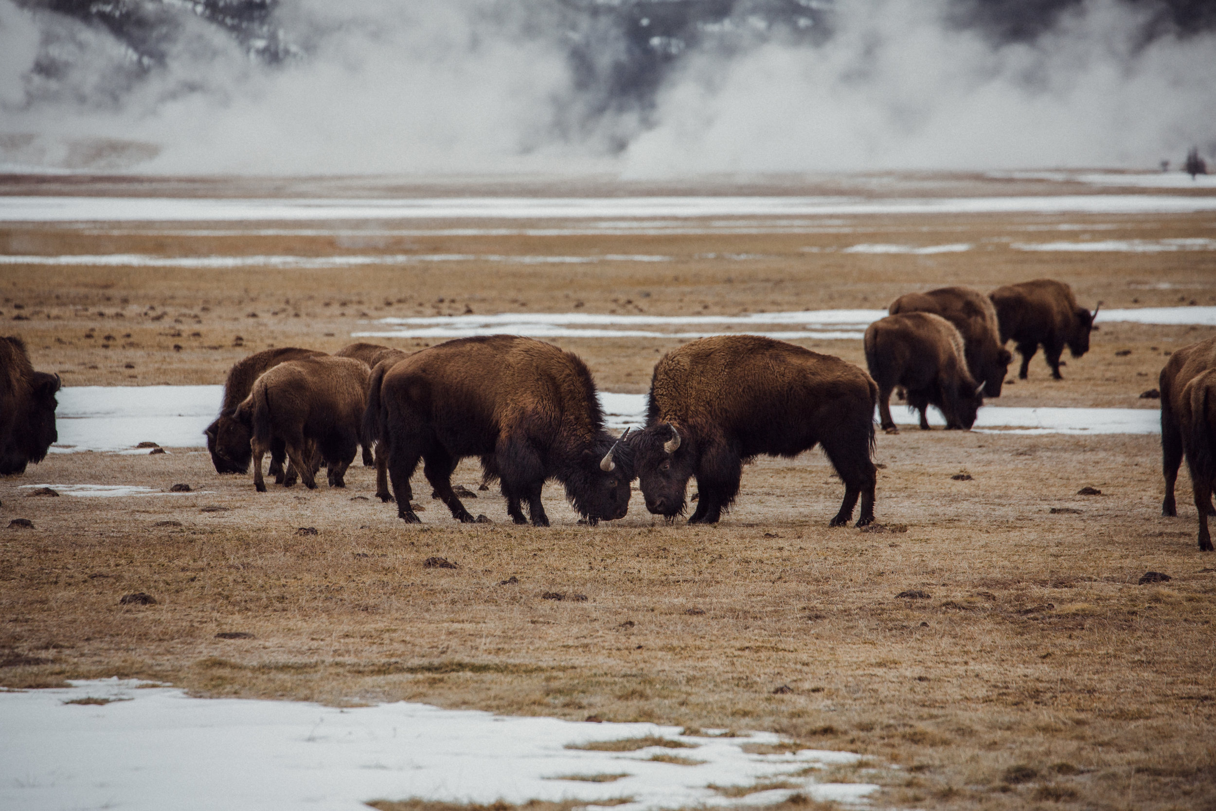 Hudson Bay II - Yellowstone.jpg