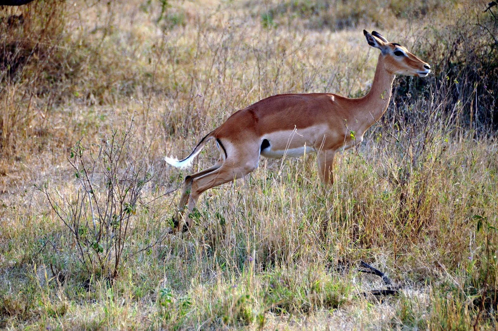 Gazelle Serengeti.JPG
