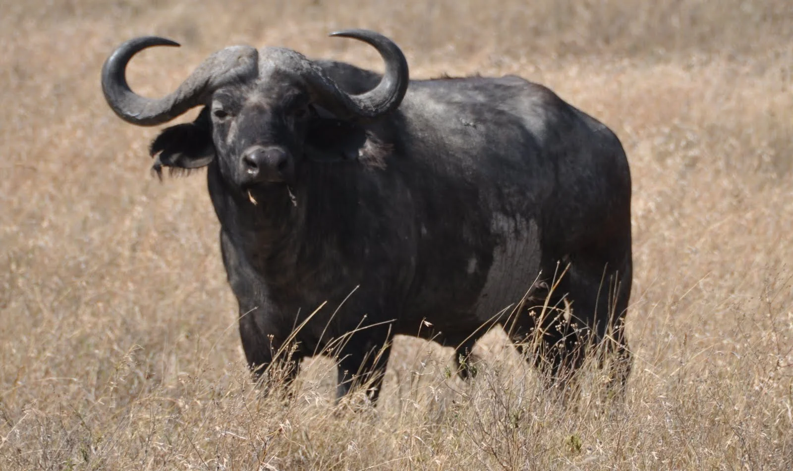 buffalo Serengeti.JPG