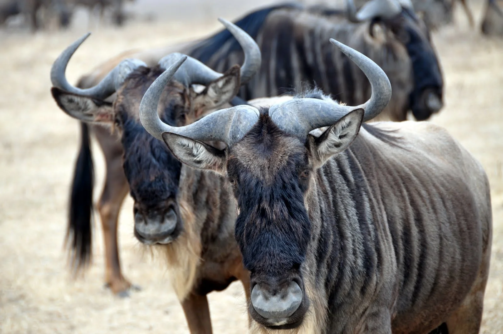 Wildebeast Serengeti.JPG