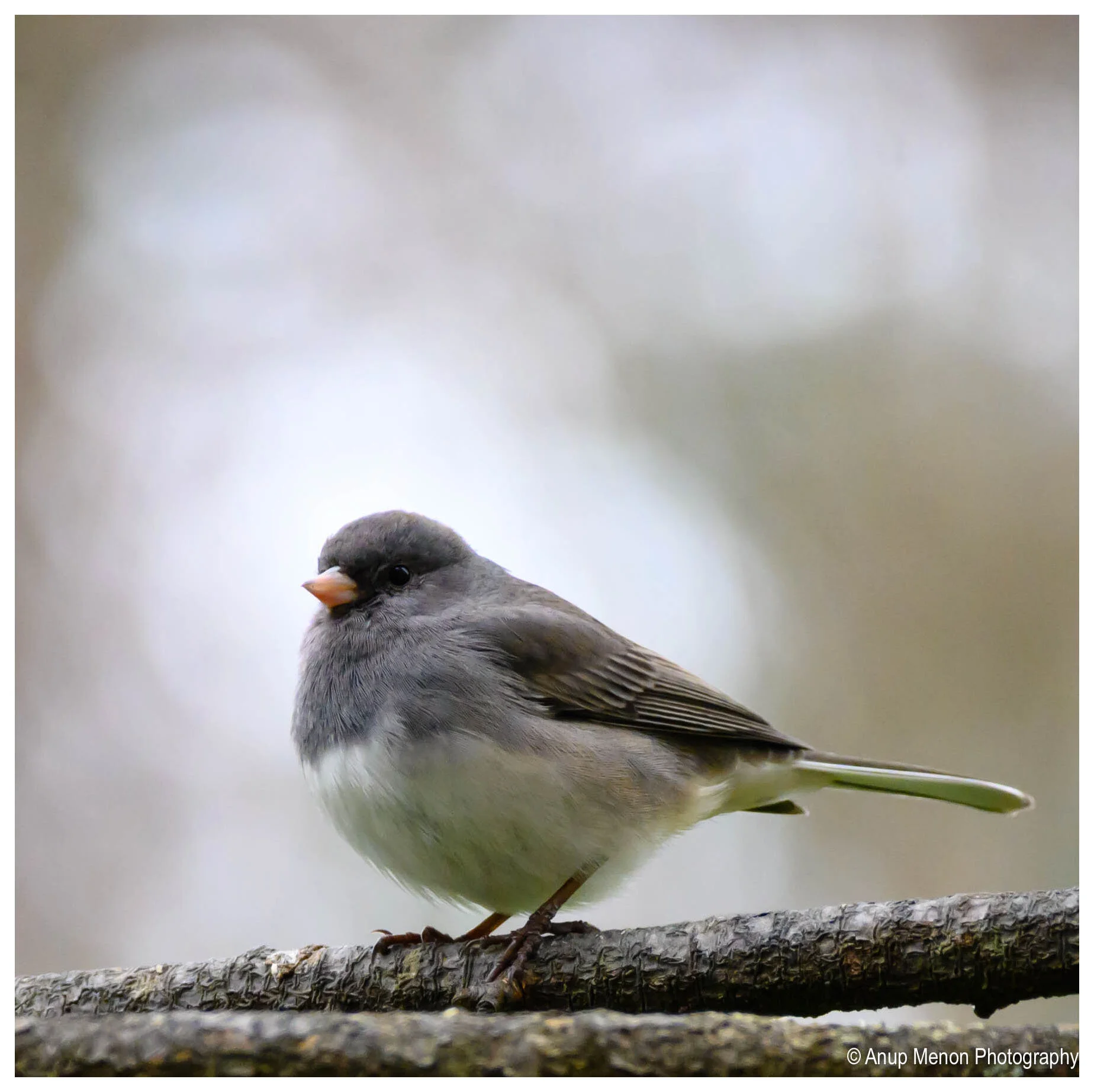 Black-eyed Junco