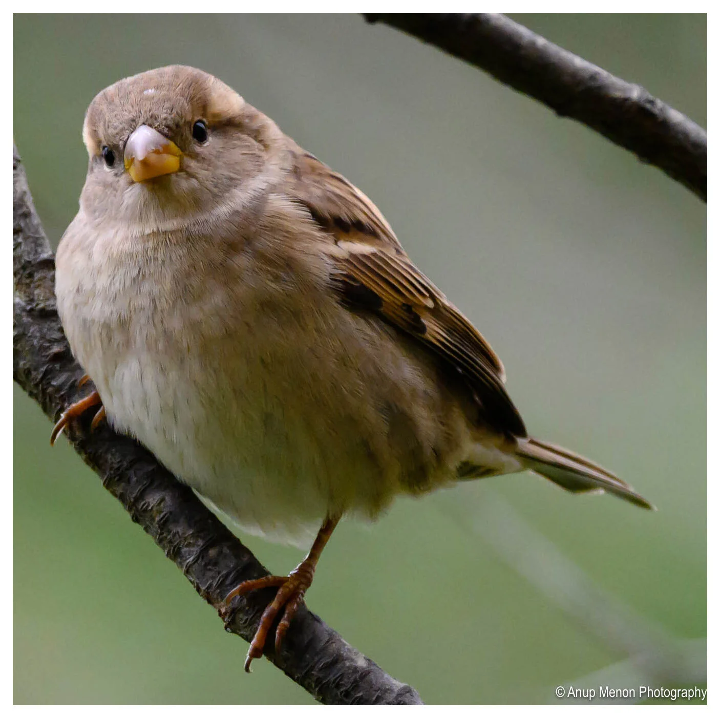 House Sparrow