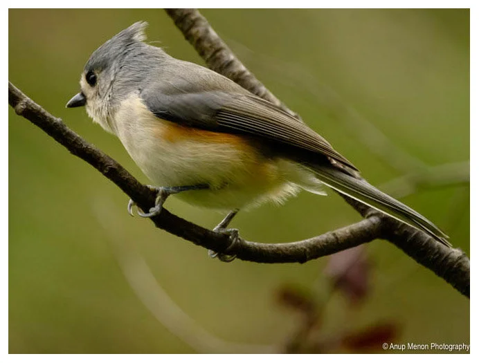 Tufted Titmouse