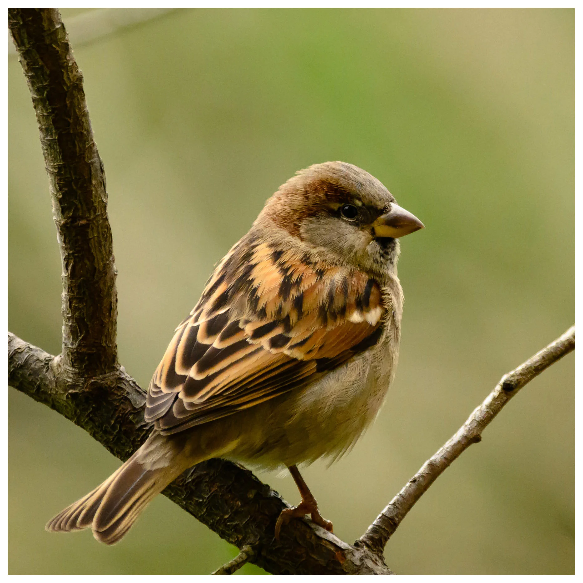 House Sparrow with border.jpg
