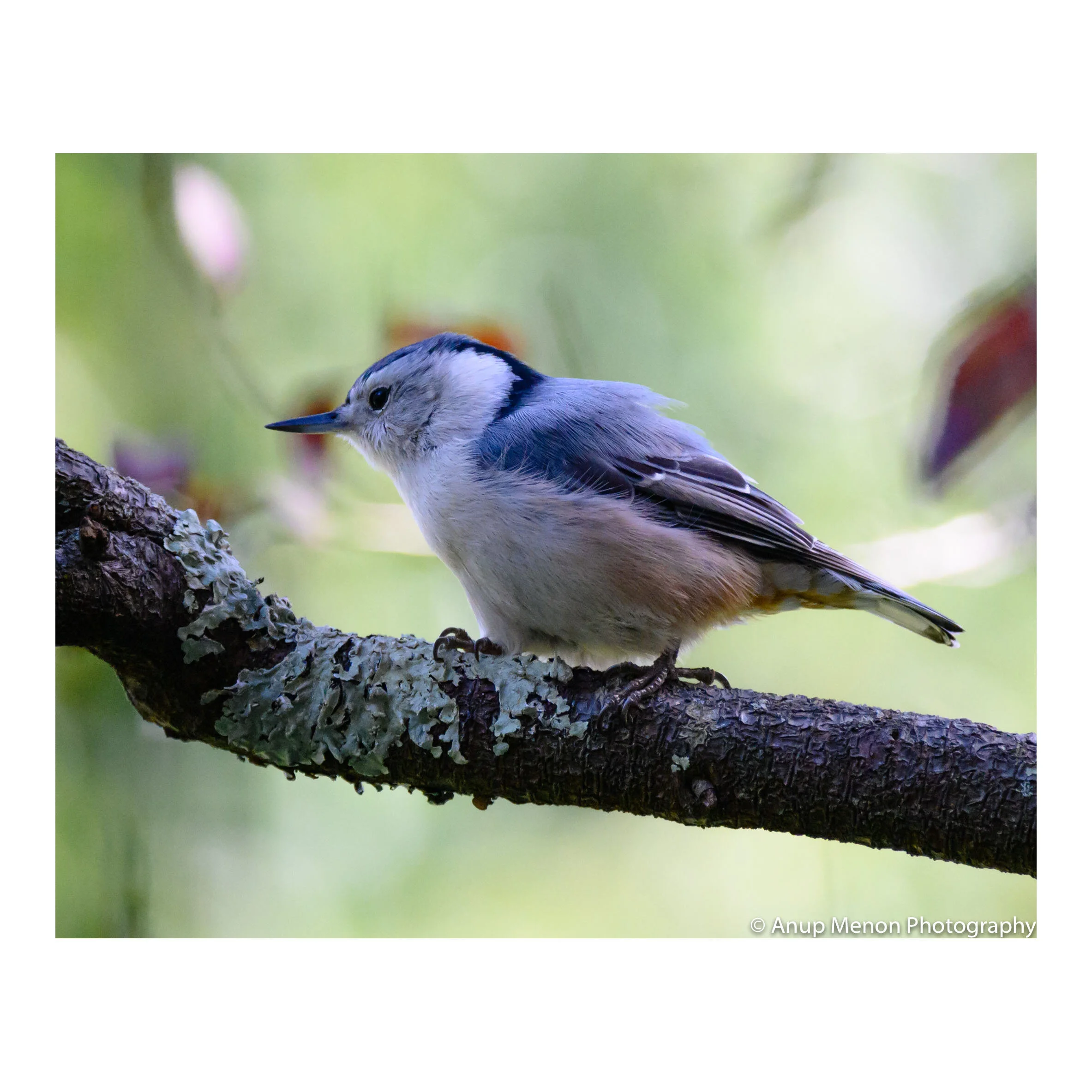 Baby White-breasted Nuthatch