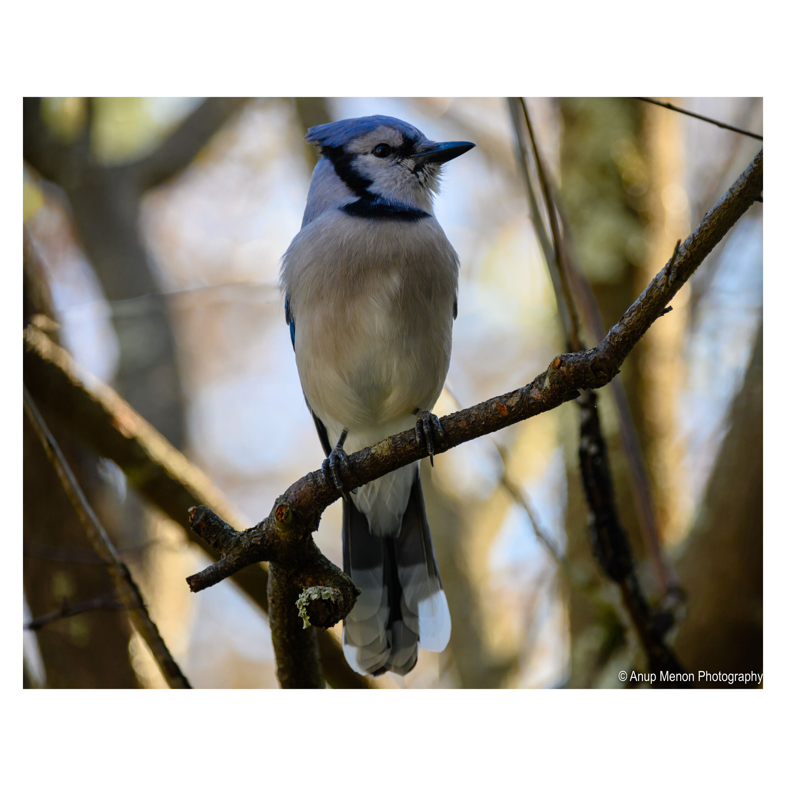 Blue Jay