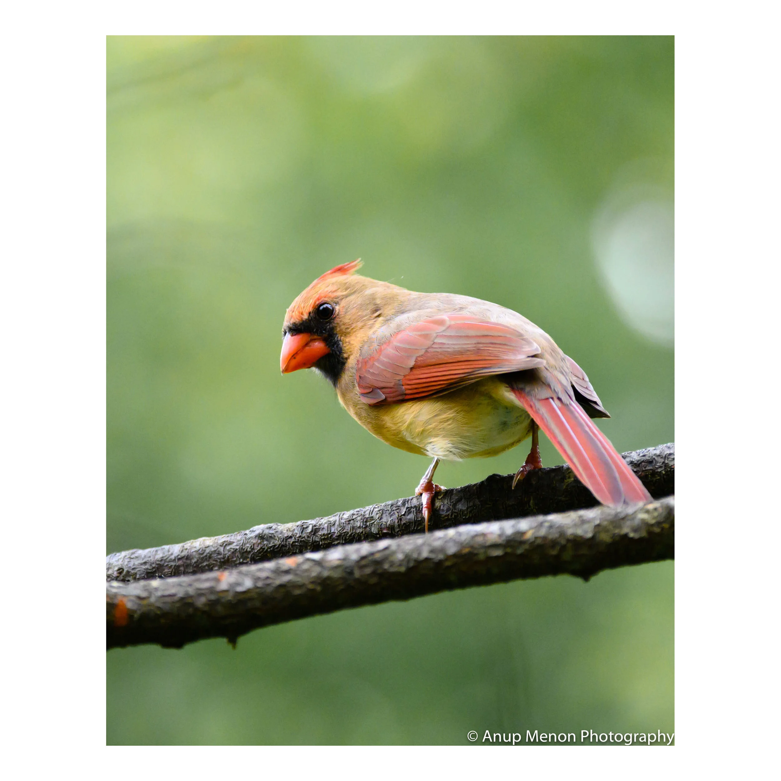 Female Northern Cardinal