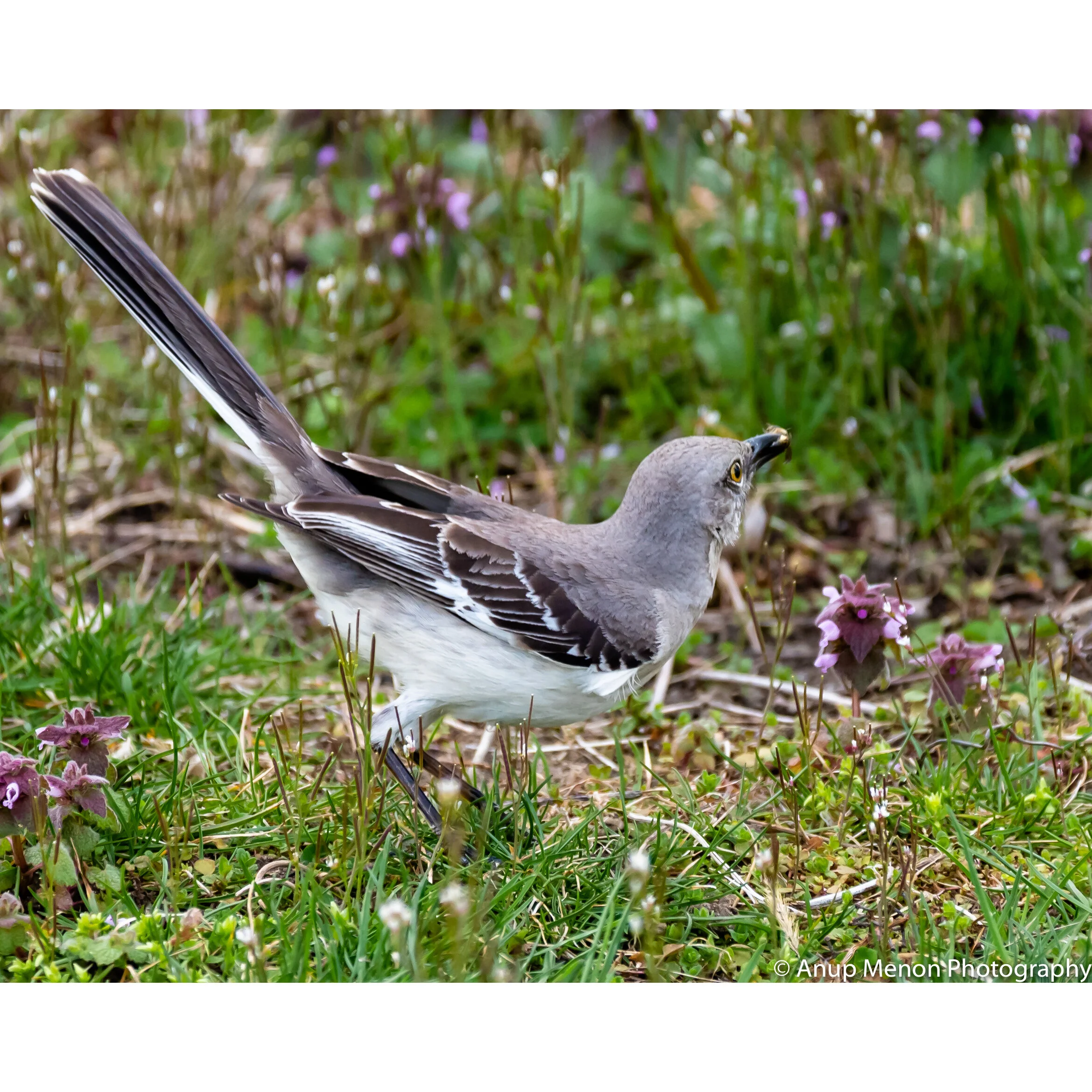 Northern Mockingbird