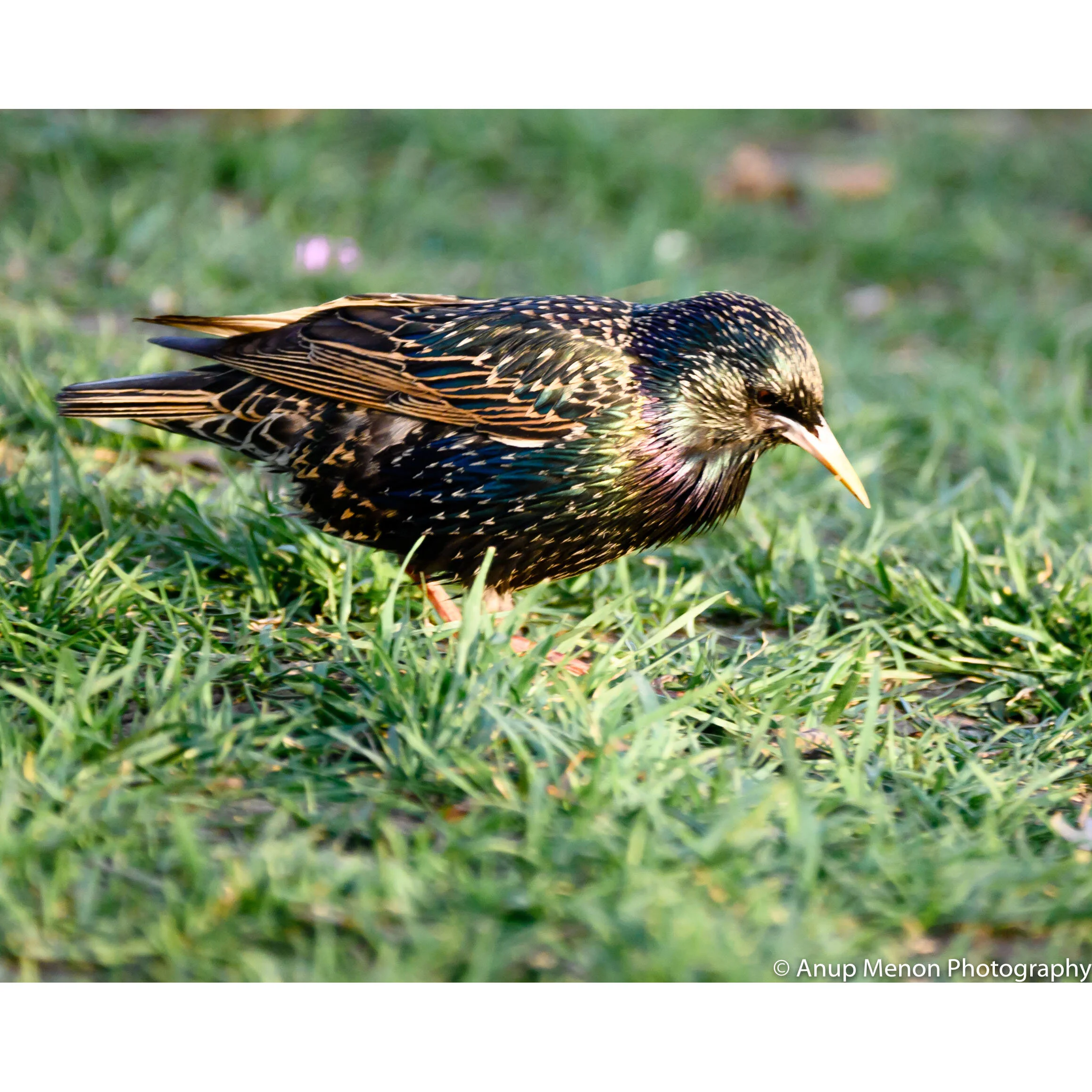 European Starling
