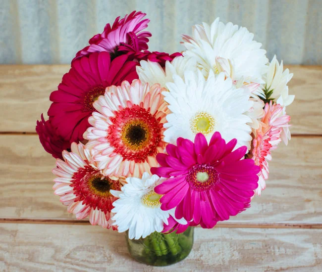 Mini Gerberas.jpg