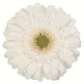 White Label