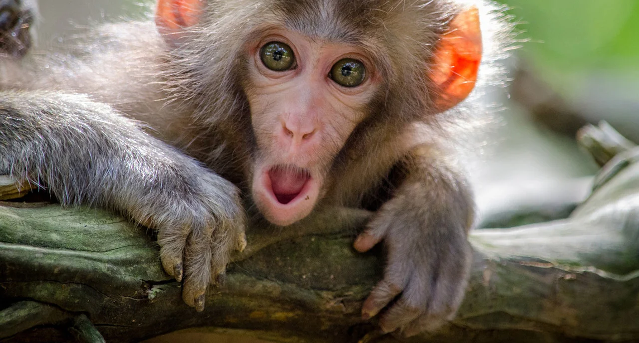 The £2,000 question...