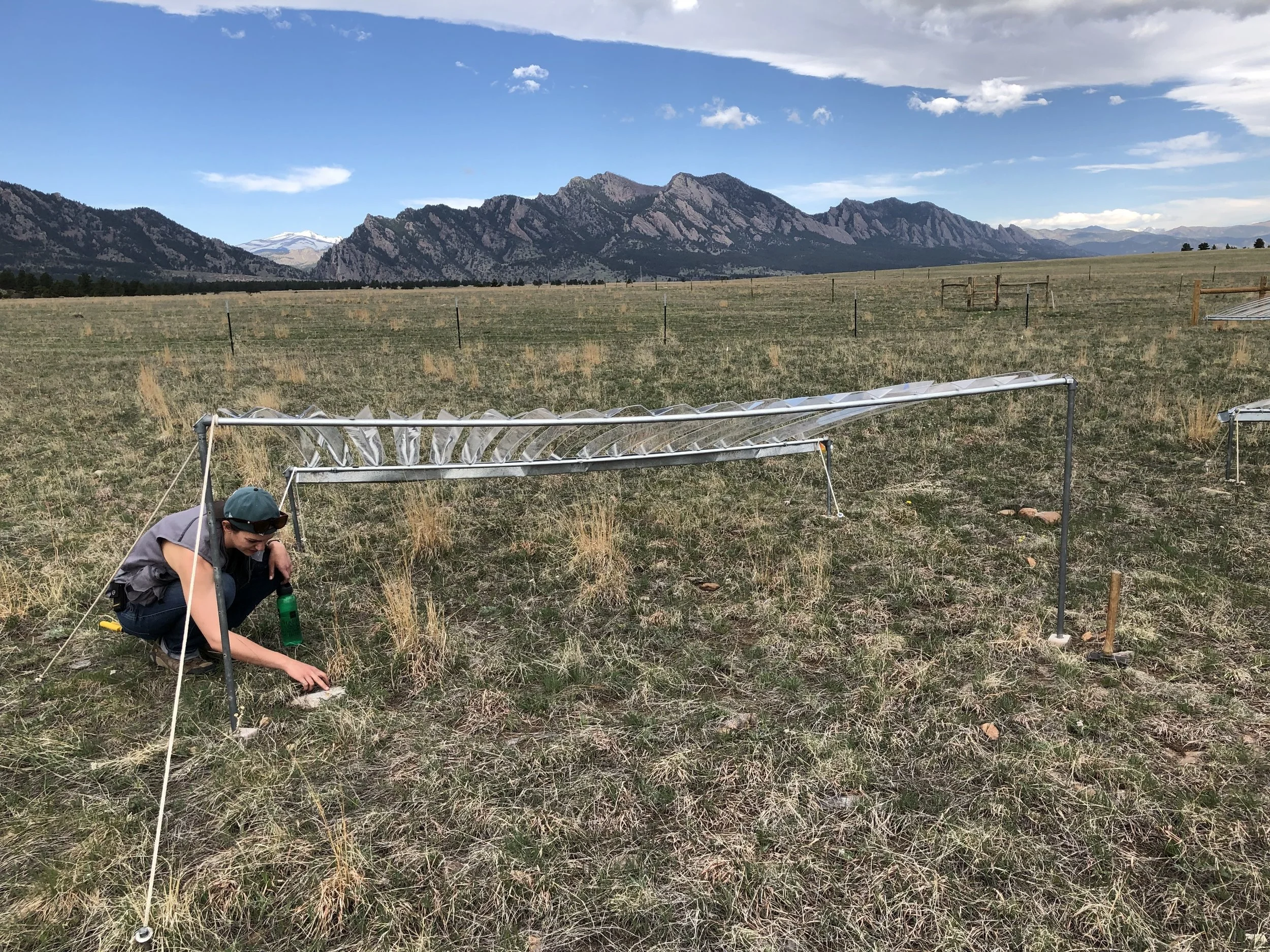 Julie Larson, Drought Net Experiment, Boulder Open Space. Credit: K. Suding
