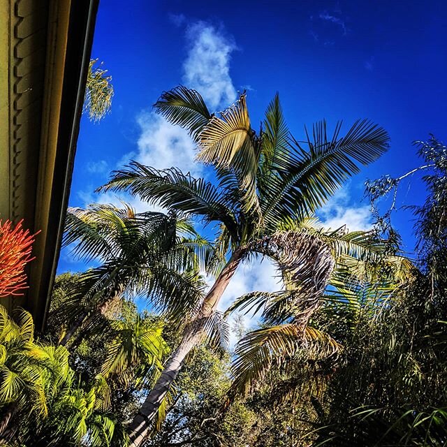 With only two weeks left at Lemongrass, I'm focusing on how much this experience has touched me. There's no place quite like it. The city of Encinitas, moonlight beach, the beauty of the flowers and plants, the weather, the crystals, the crows cawing