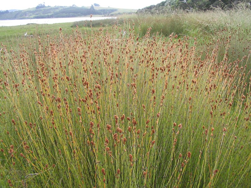 Apodasmia similis