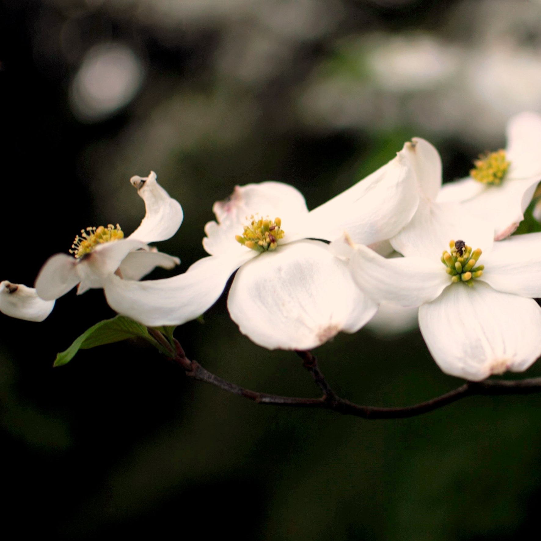 Flowering dogwood blossoms.