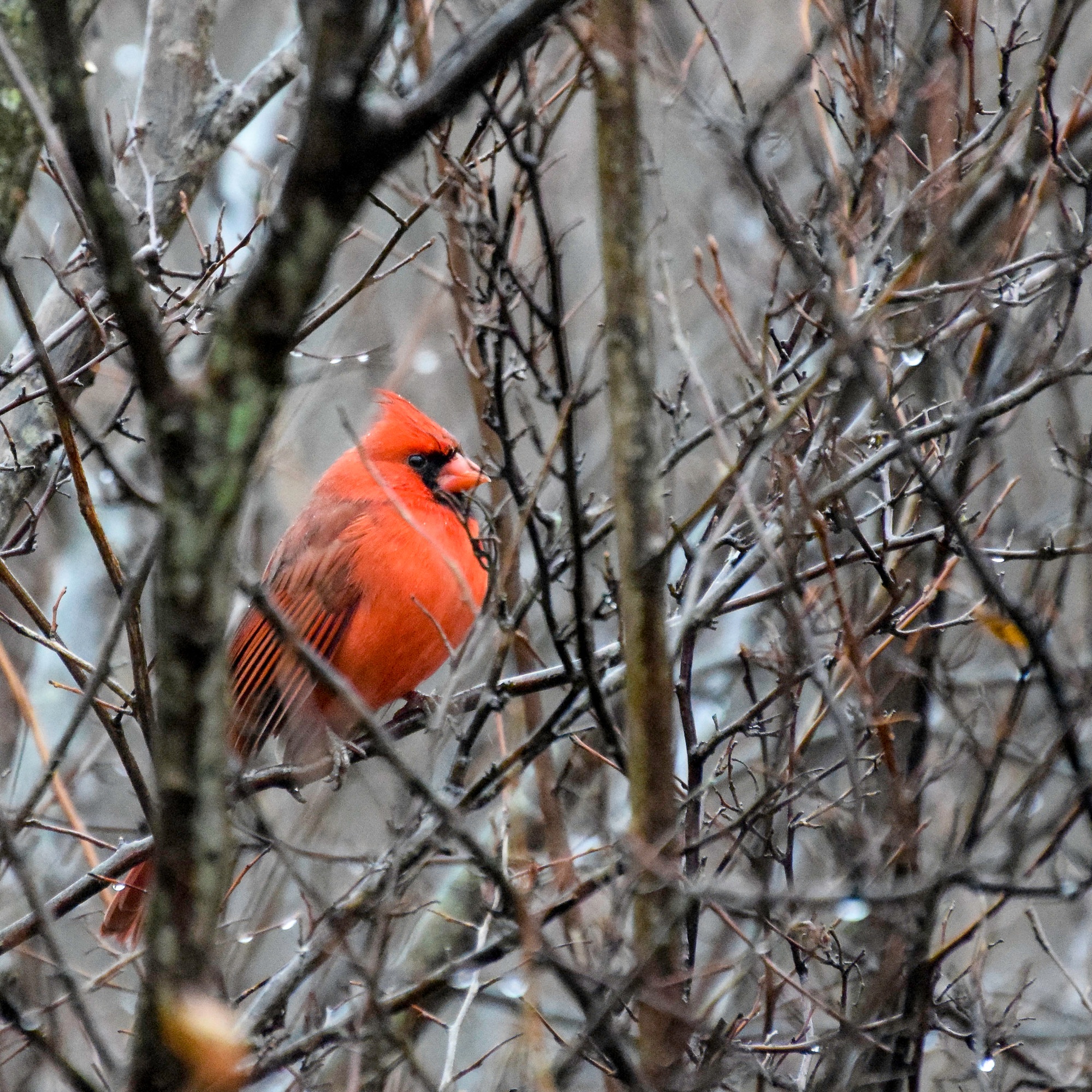 A male cardinal sits in a tree.