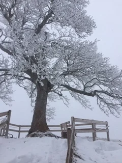 When Grief Is Complicated