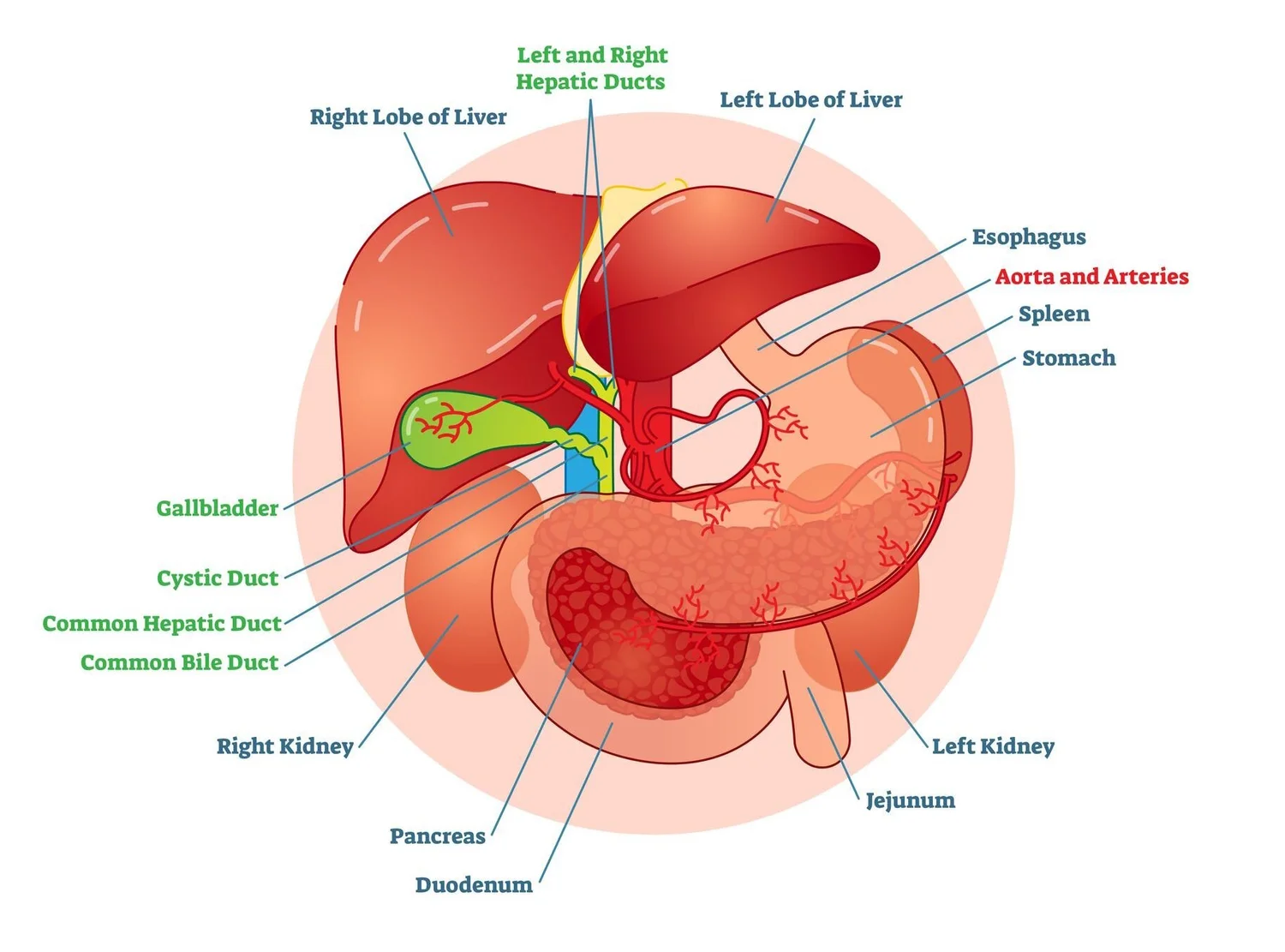Spleen Means Spleen, Spleen Means Pancreas episode artwork