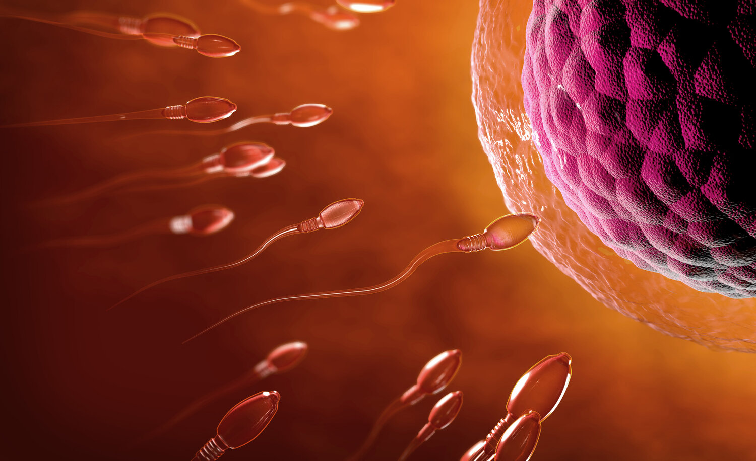 The Treatment Of Male Infertility With Integrative Chinese Medicine