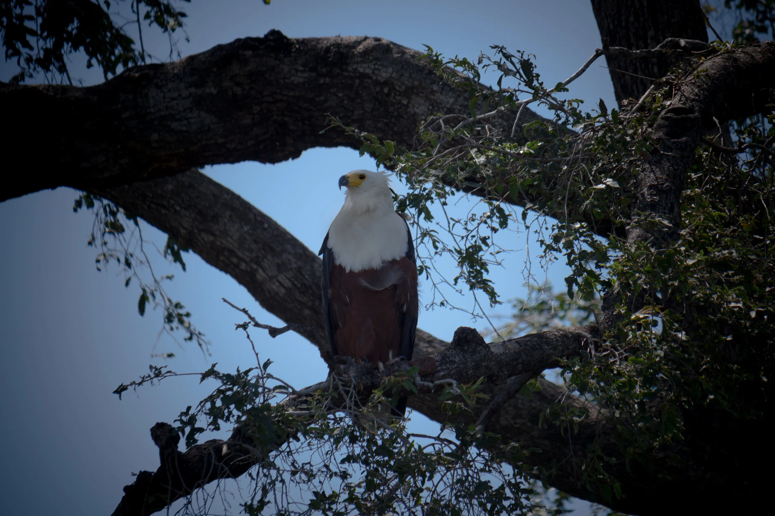  Fish Eagle 