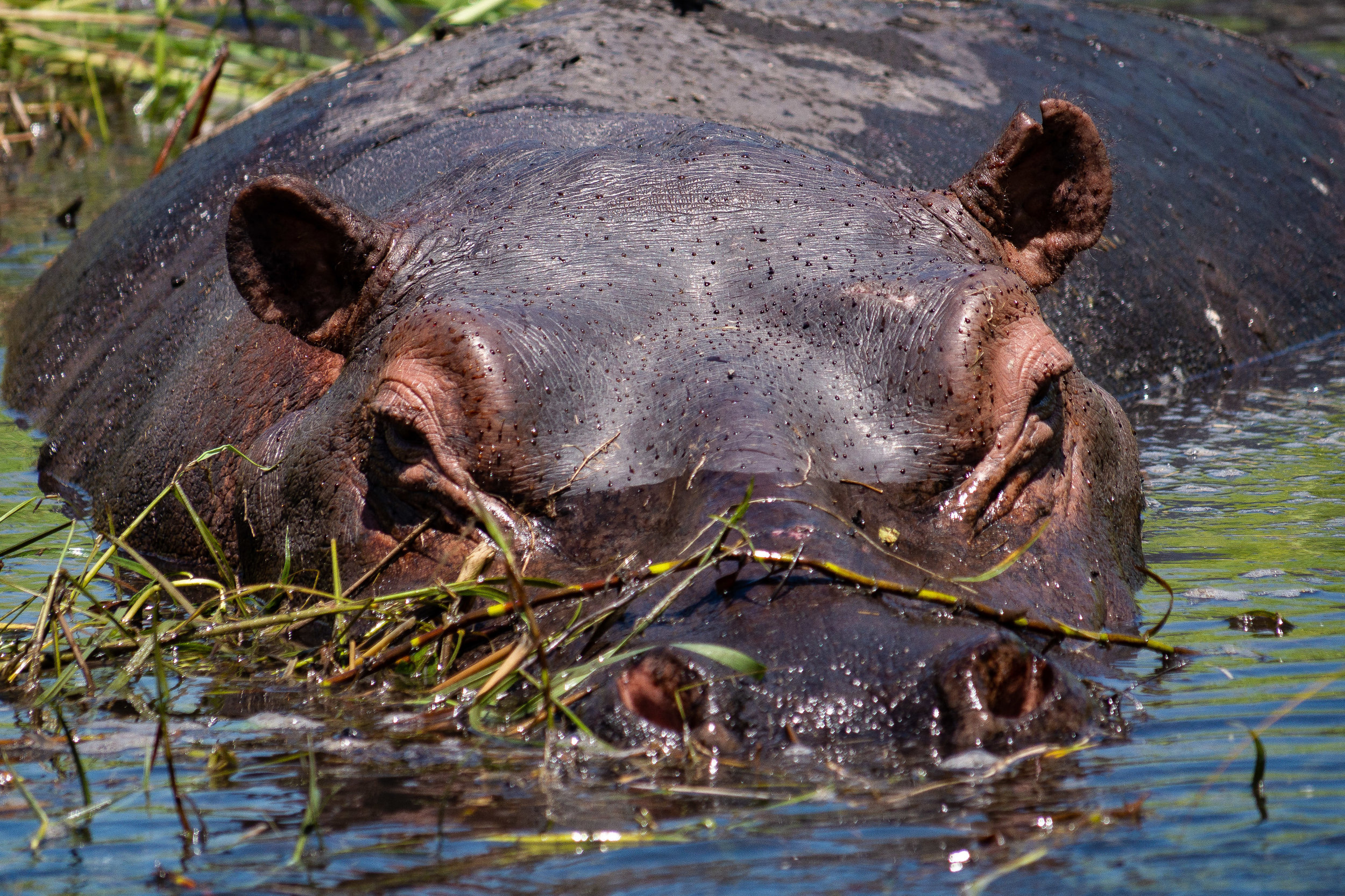  Hippopotamus 