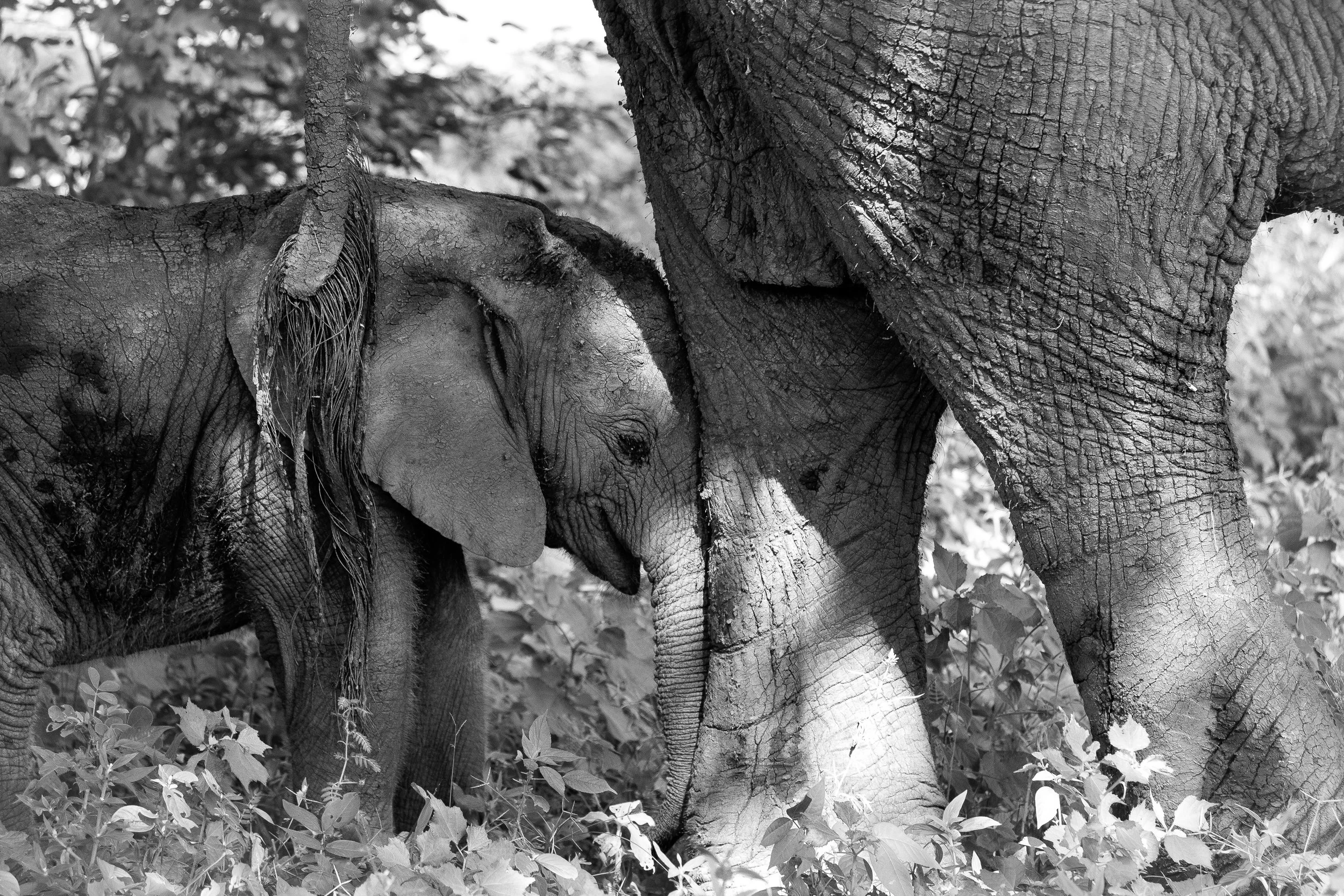  Baby elephant and mother 