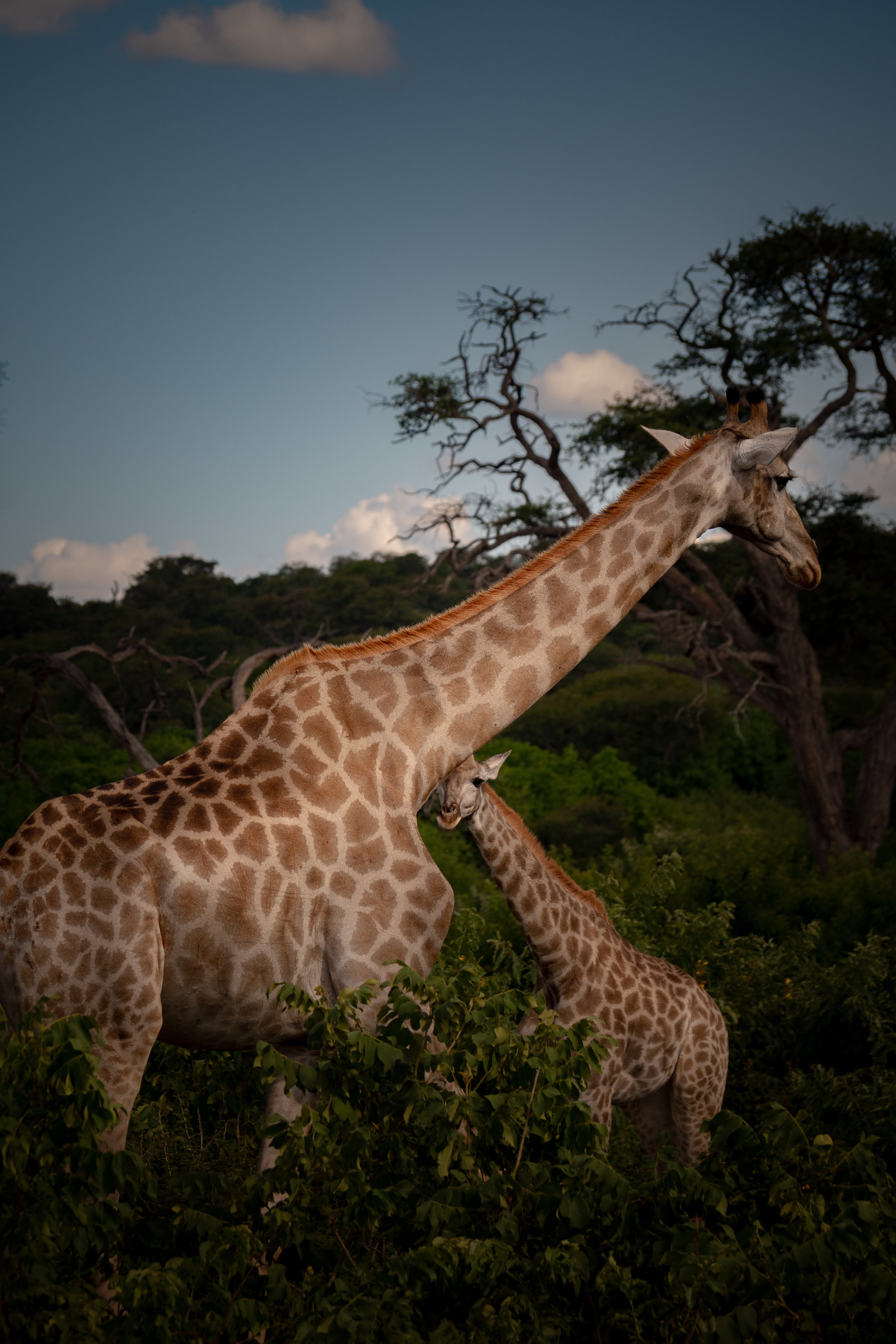  Mother and baby giraffe 