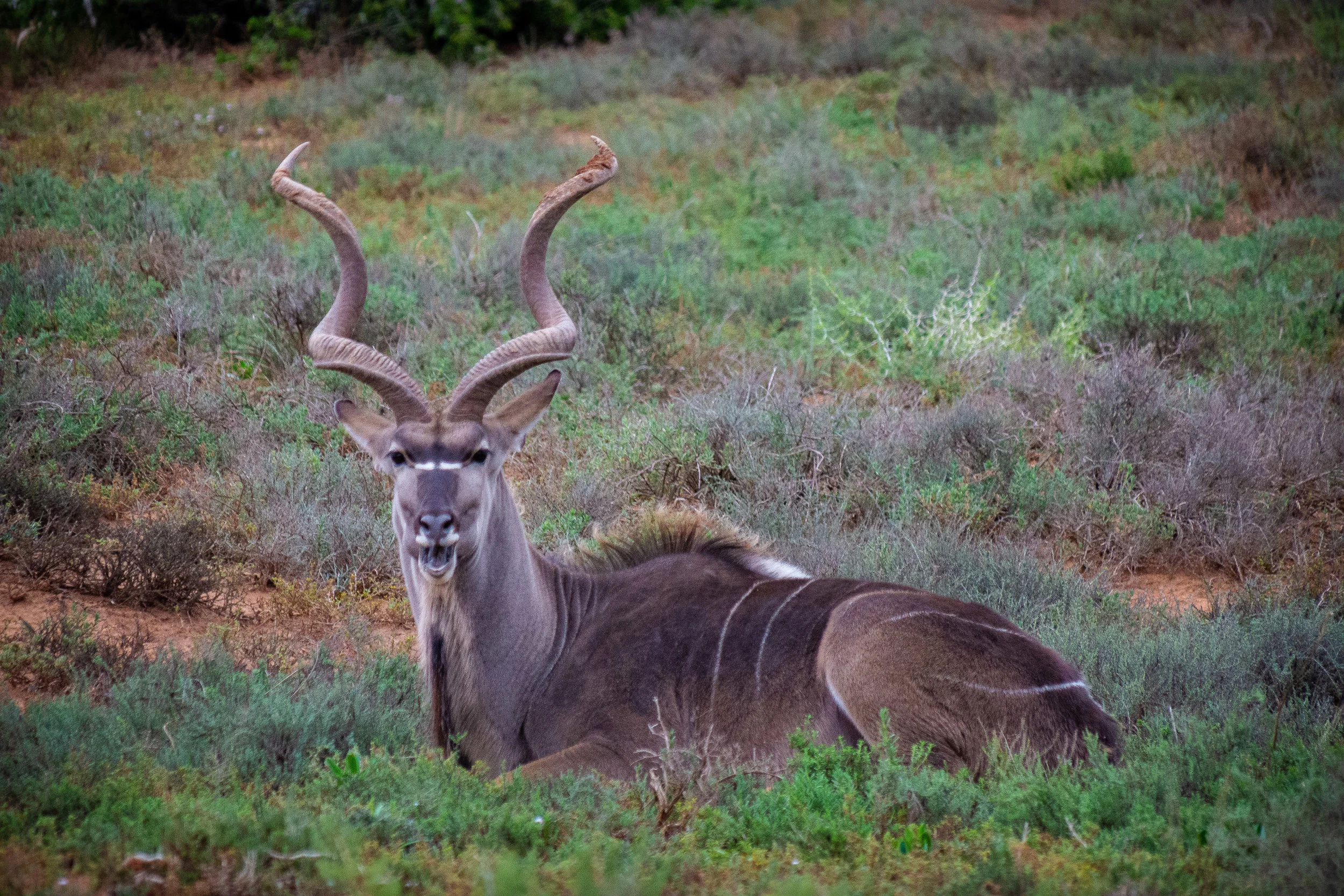  Kudu 