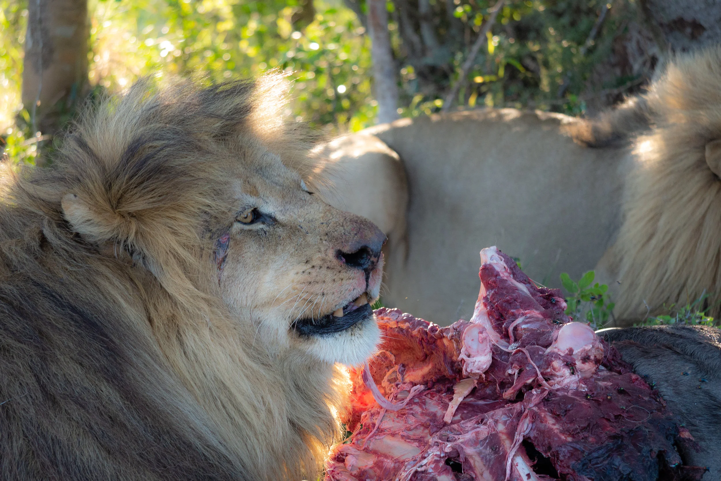  Lions with wildebeest kill 