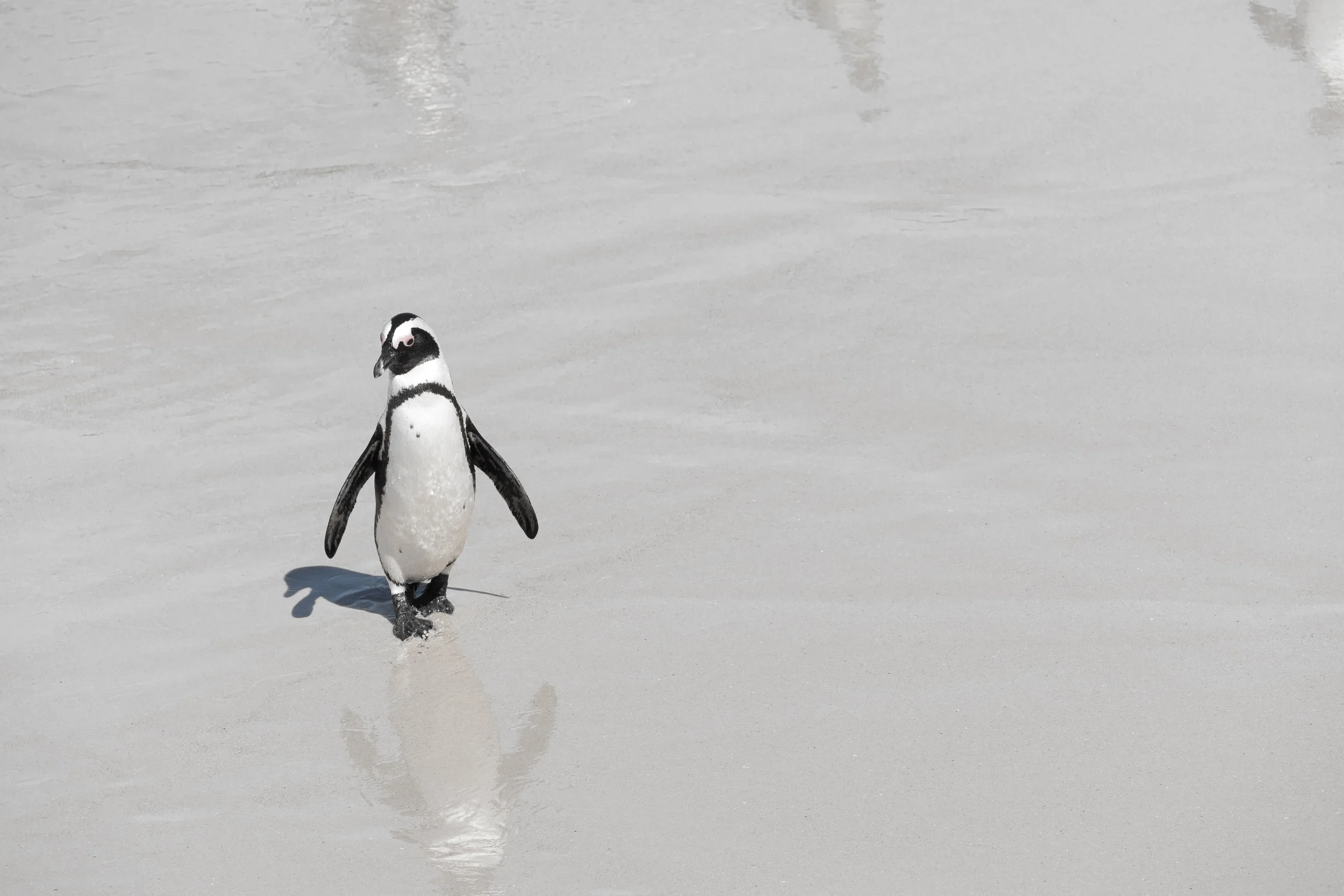  African penguin (Boulders Beach) 