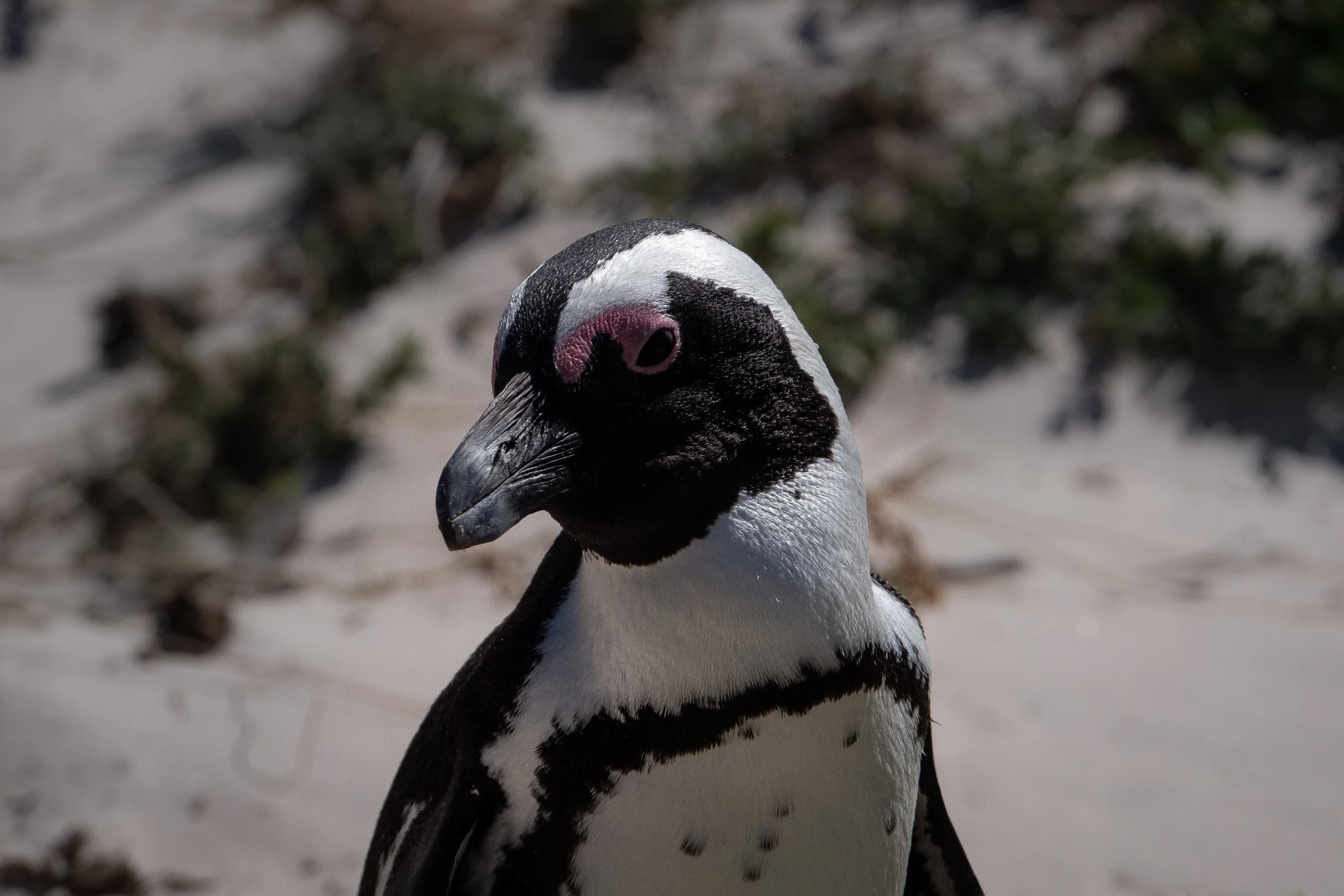  African penguin (Boulders Beach) 