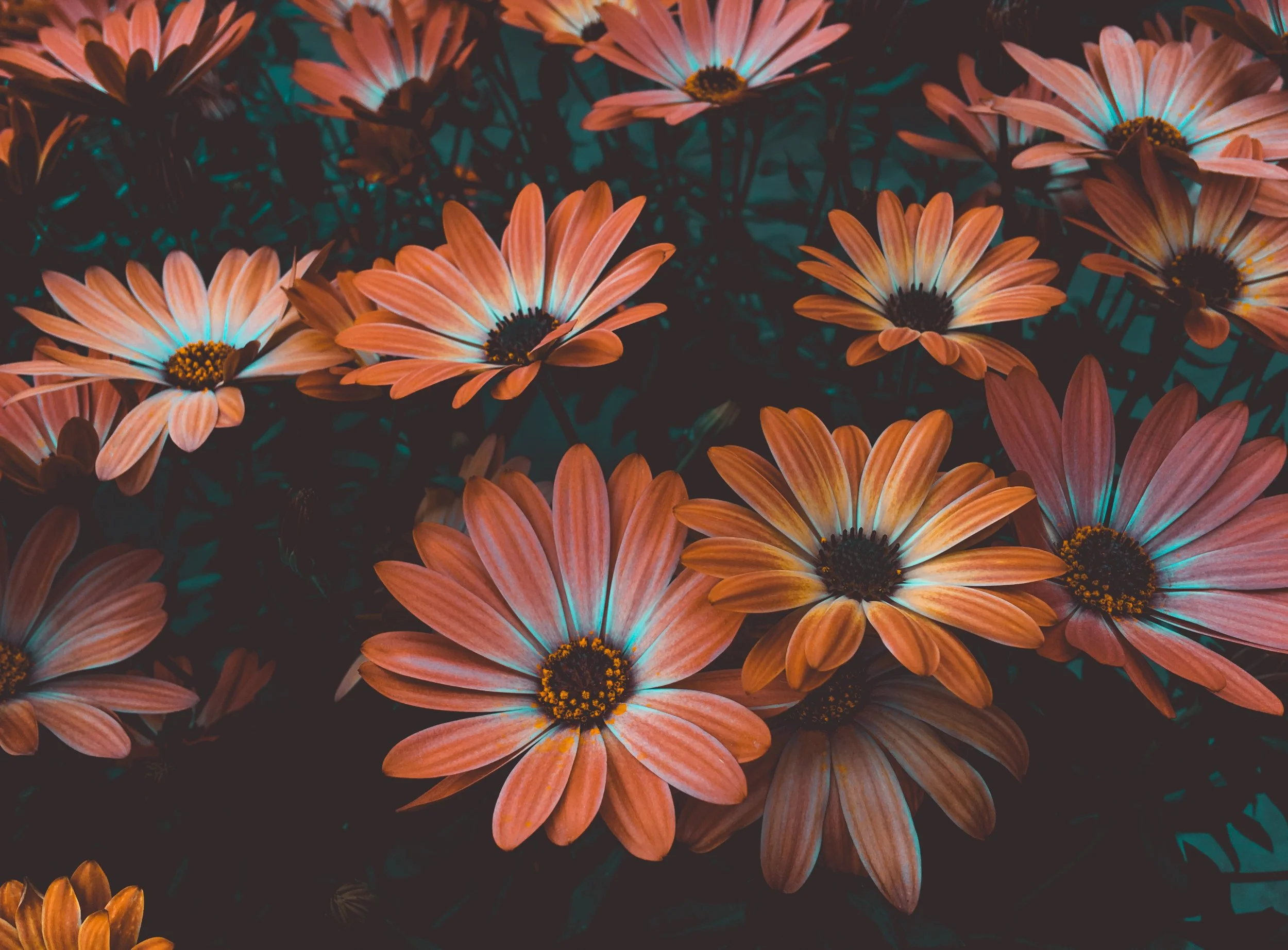 art-beautiful-bloom-1477166.jpg