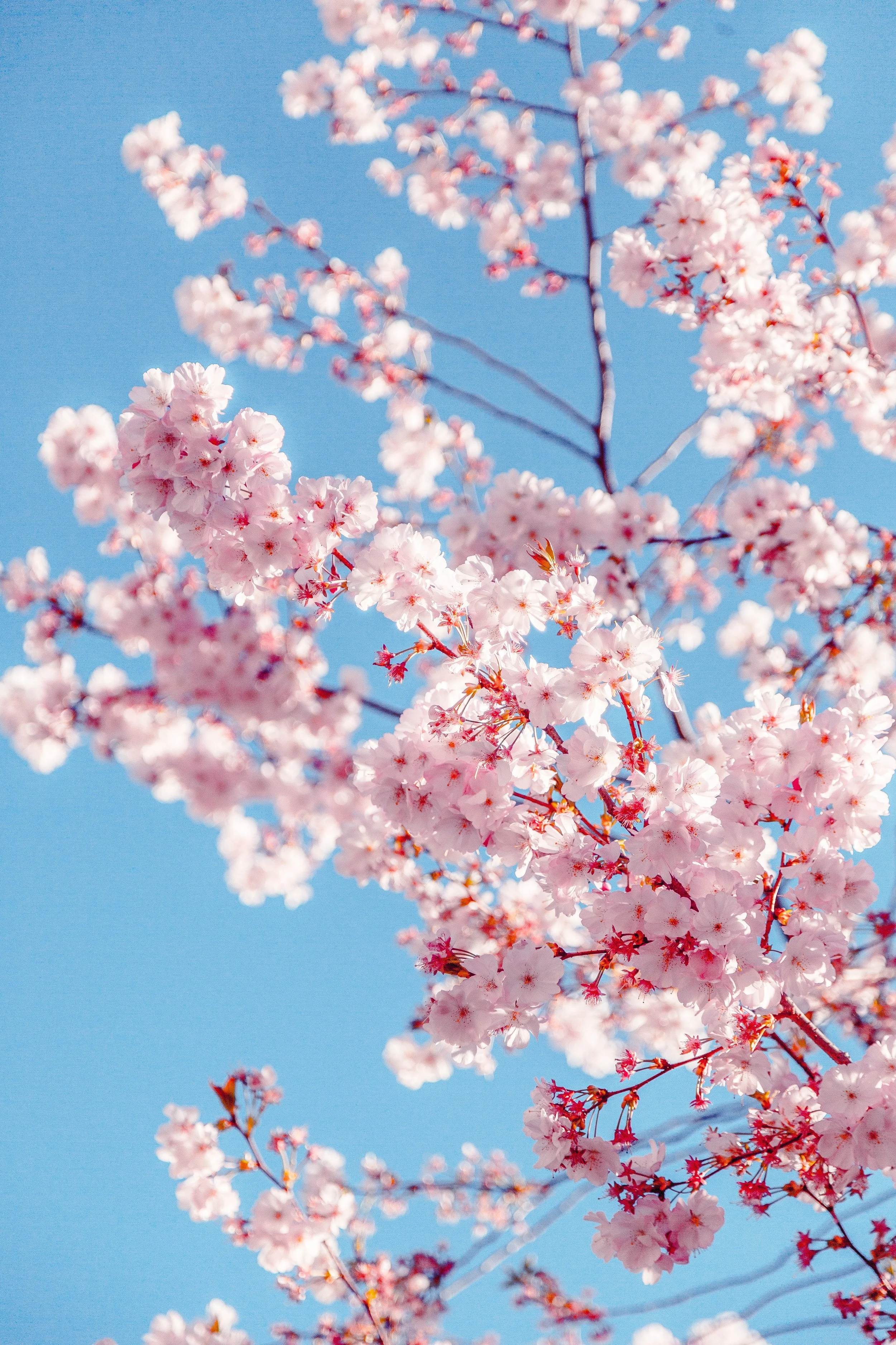background-beautiful-beauty-2033997.jpg