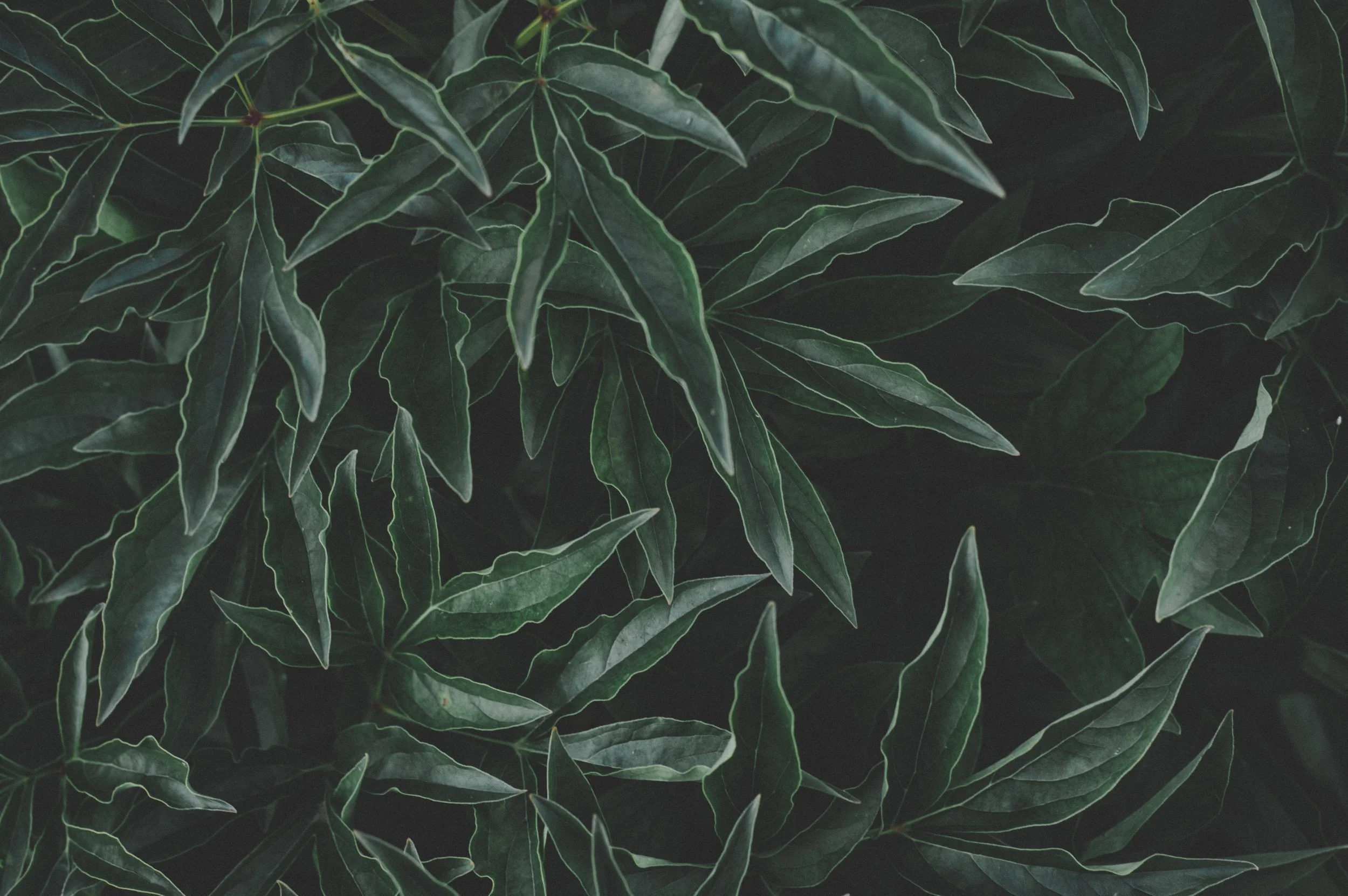 4k-wallpaper-beautiful-close-up-1418116.jpg