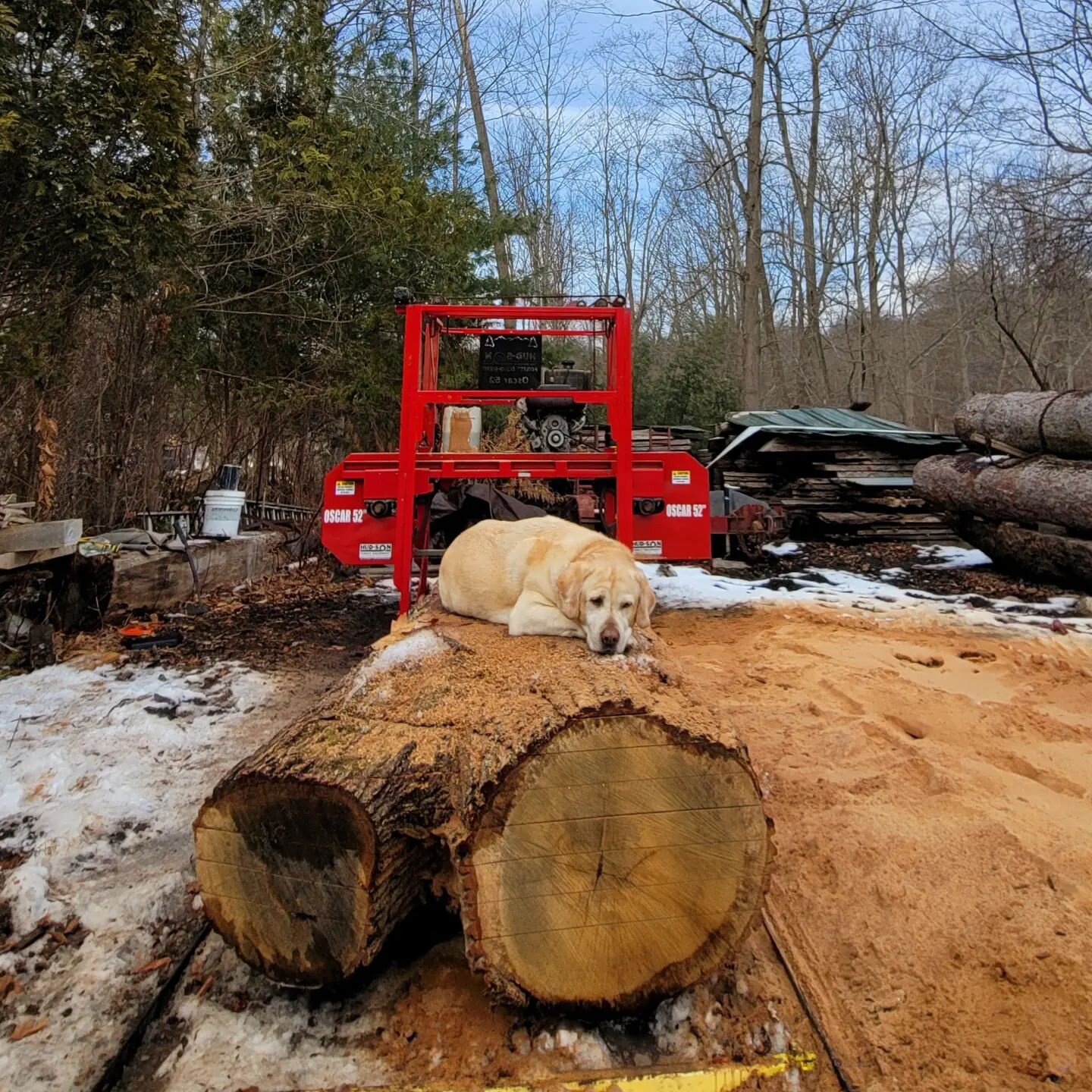 Happy Woman's Day from the Northeast Hardwood crew, caught here sleeping on the job!

www.NorthEastHardWood.com

Select a slab to DIY or commission a custom project!

#sawmill #chestnut #oak #lumber #hardwood #tablescape #liveedge #artistofinstagram 