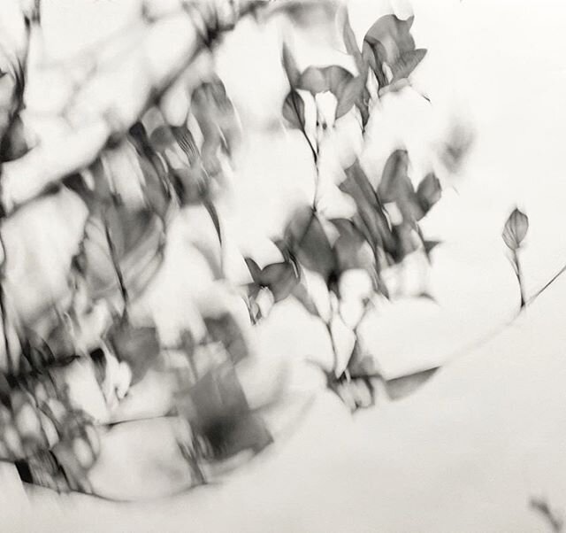 Detail shot - my largest piece I&rsquo;ve done so far. There are so many intricacies and forms in this one - I love getting lost in them .
.
.
.
.
56 x 84&rdquo; | graphite powder on paper | AVAILABLE | for inquiries email gracedines.art@gmail.com