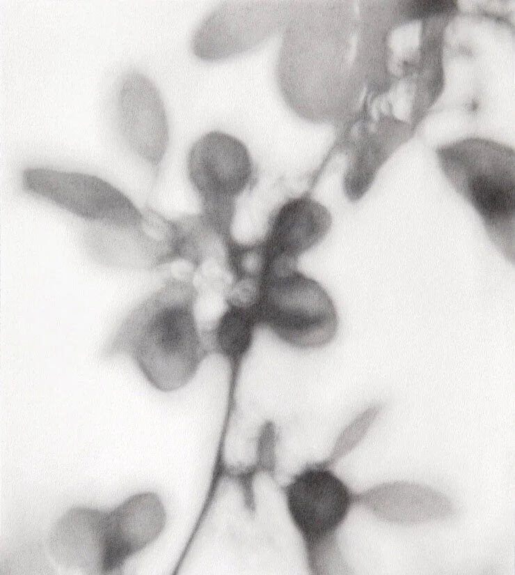 GraceDines_2019_09_Graphite+Botanical_102+copy.jpg