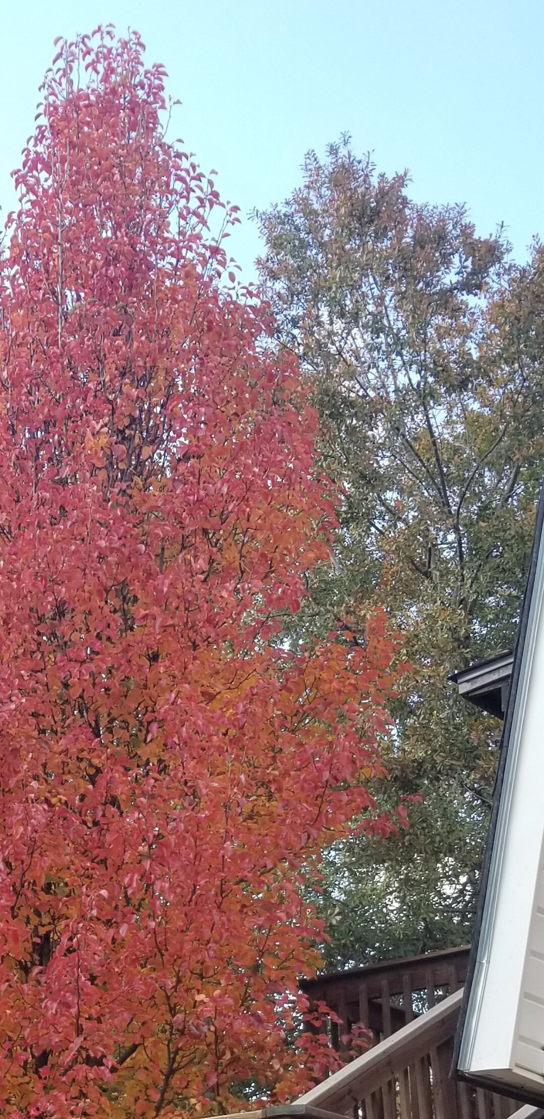 Fall Colors