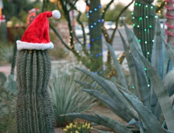 Canyon Christmas Party