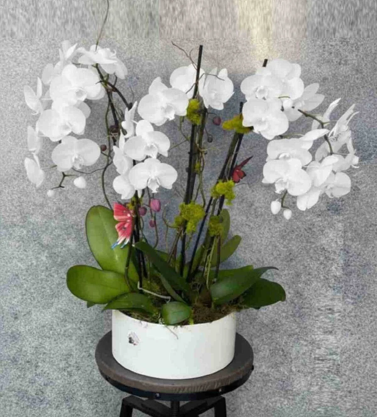 orchid-plant_45_1_optimized_2_optimized.jpg