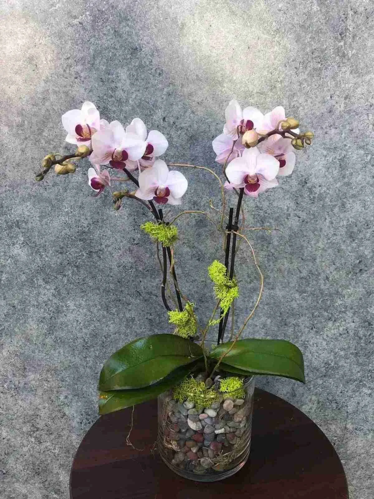 mini-orchid (3).jpeg