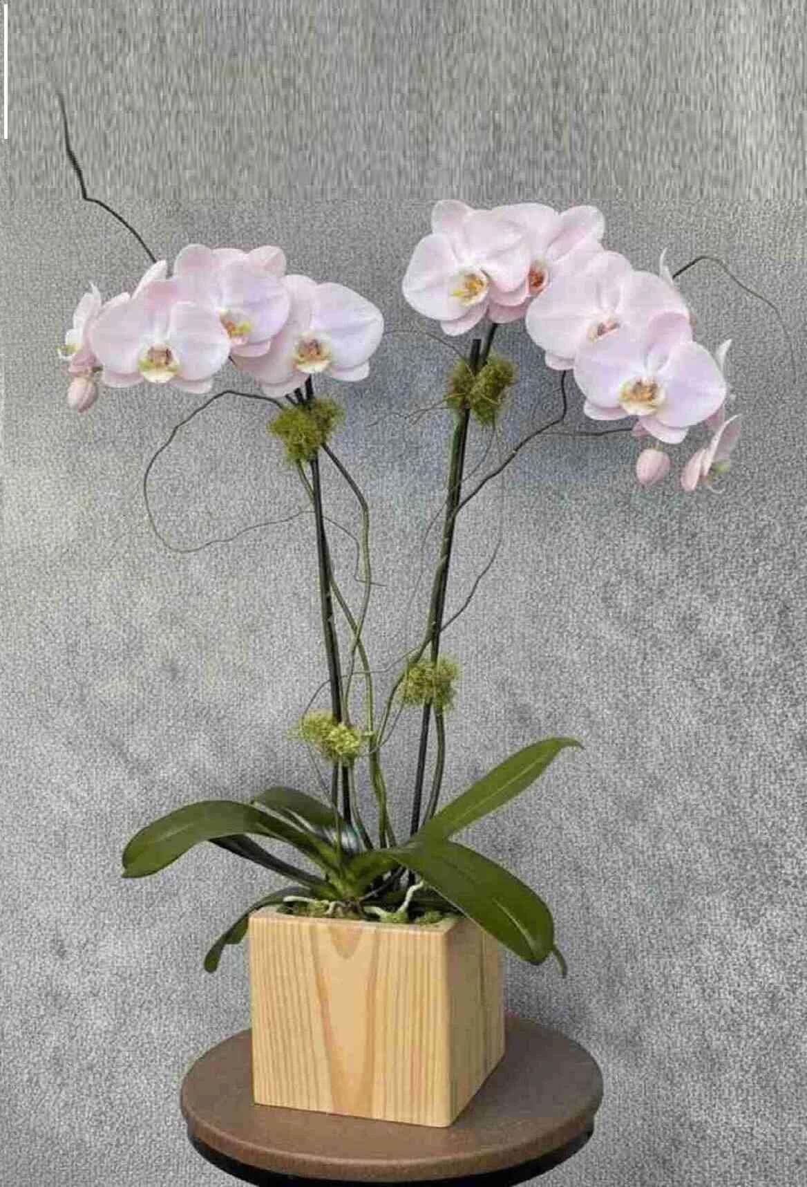 orchid-plant_33_optimized_2_optimized.jpeg
